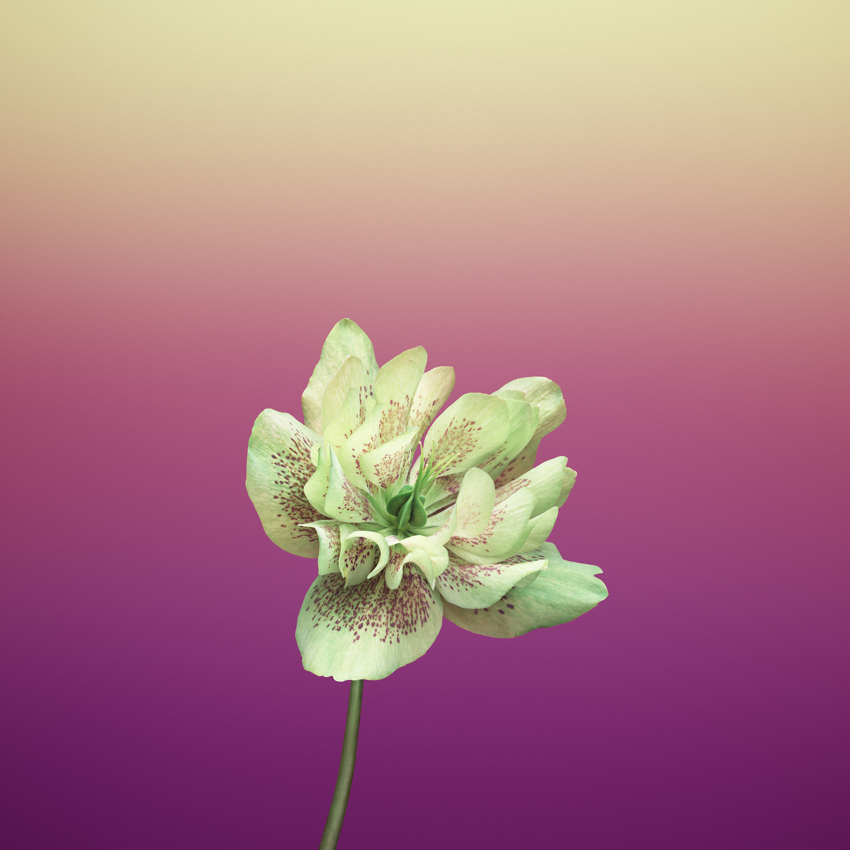 Flower_HELLEBORUS.jpg